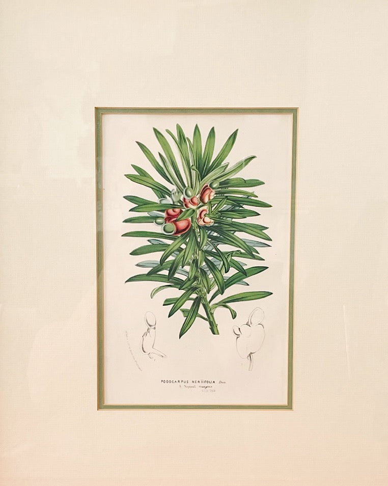 Framed Horto Van Houtte Botanical Chromolithograph