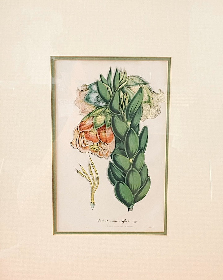 Framed Horto Van Houtte Botanical Chromolithograph