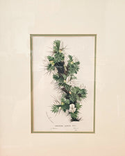 Framed Horto Van Houtte Botanical Chromolithograph