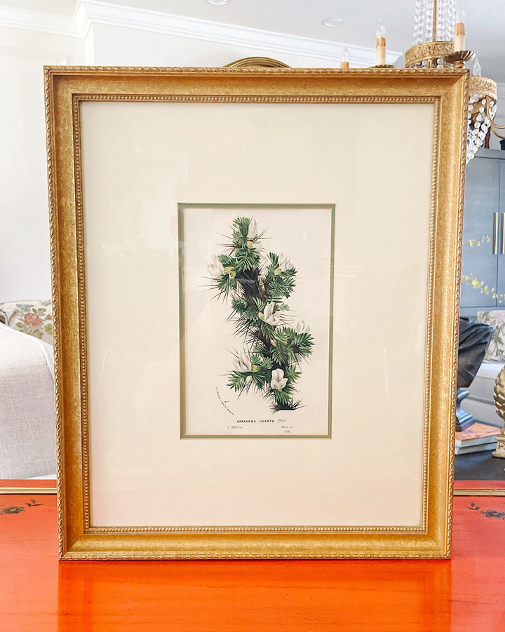 Framed Horto Van Houtte Botanical Chromolithograph