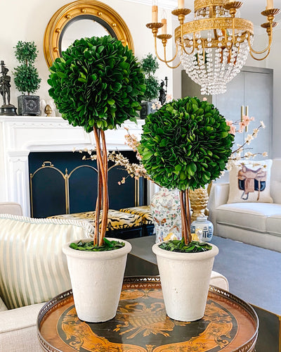 Preserved Boxwood Sphere Potted Topiaries