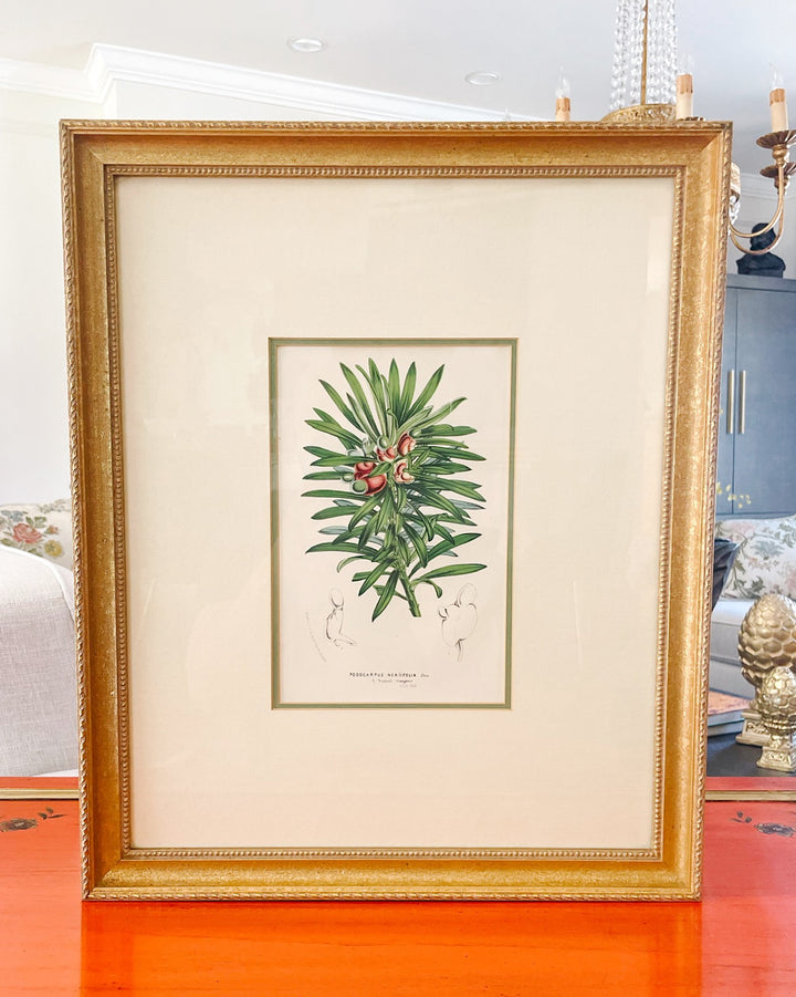 Framed Horto Van Houtte Botanical Chromolithograph