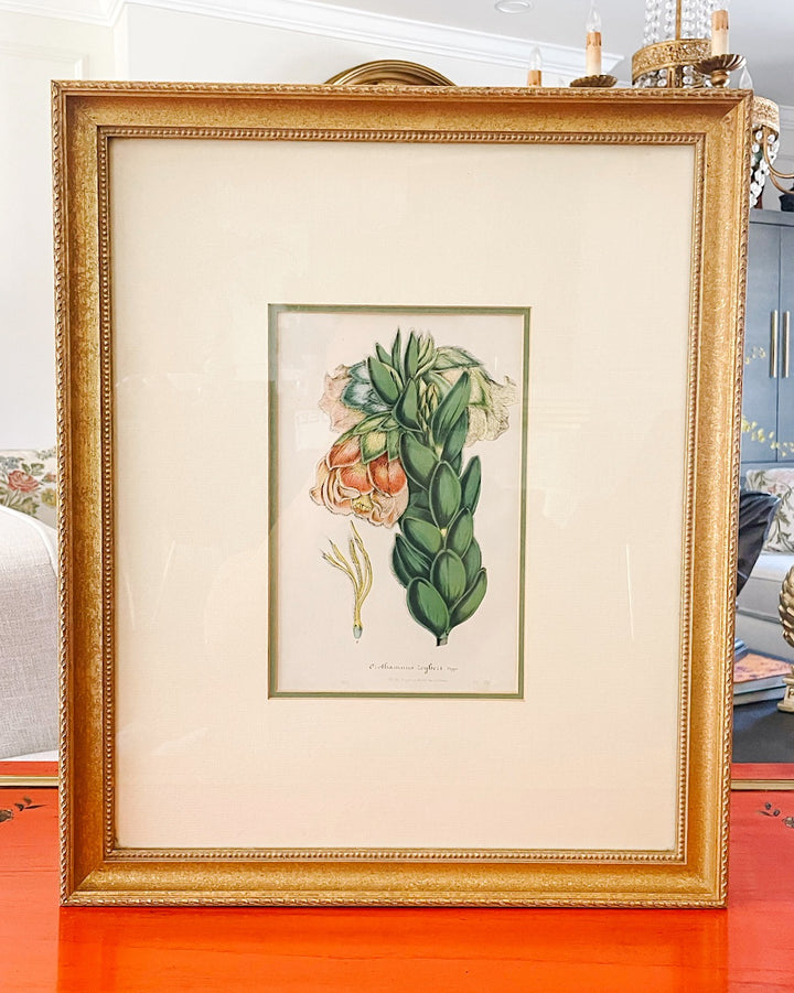 Framed Horto Van Houtte Botanical Chromolithograph