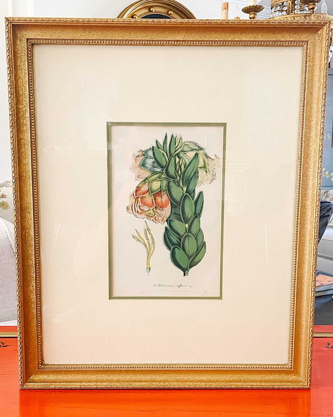 Framed Horto Van Houtte Botanical Chromolithograph