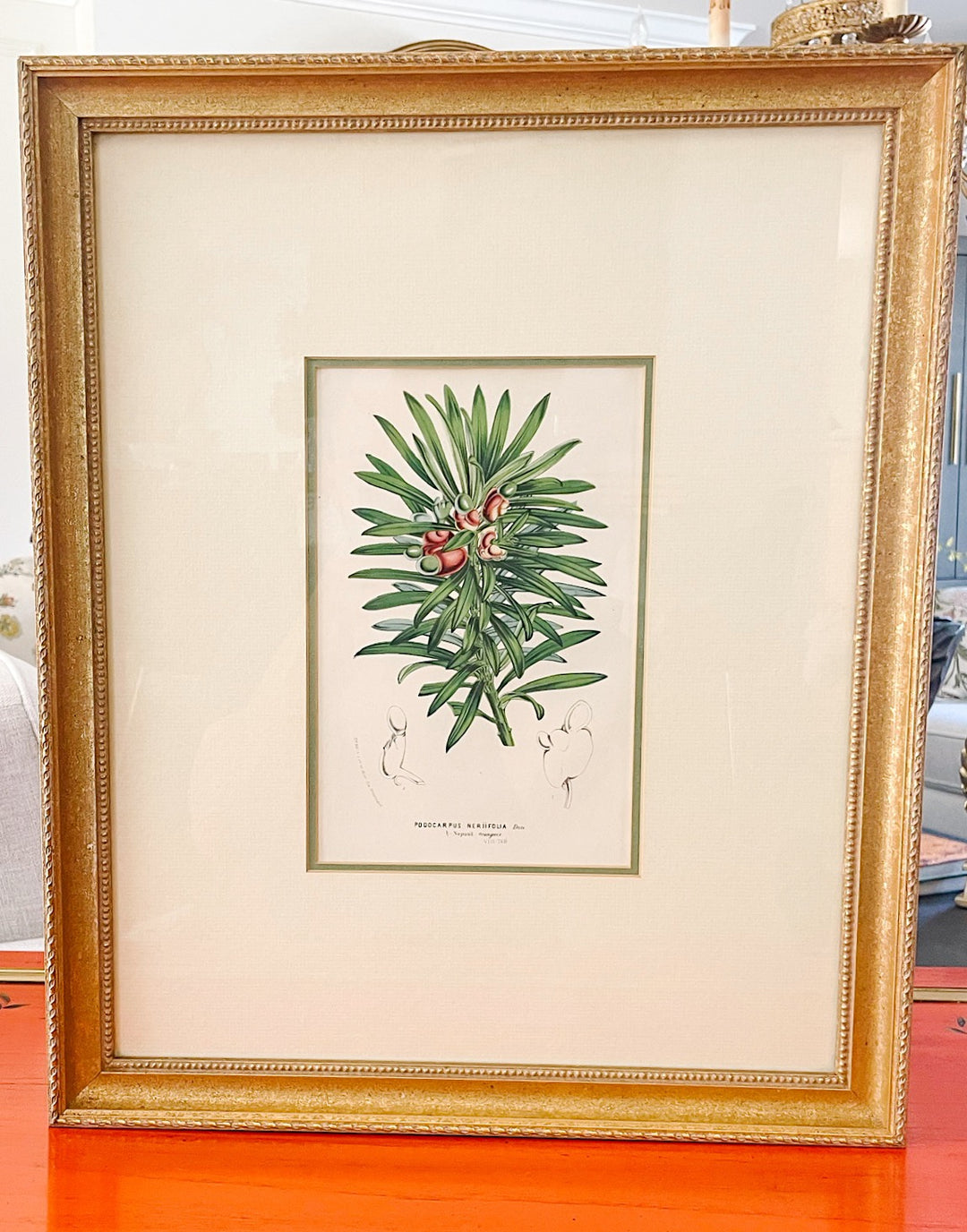 Framed Horto Van Houtte Botanical Chromolithograph